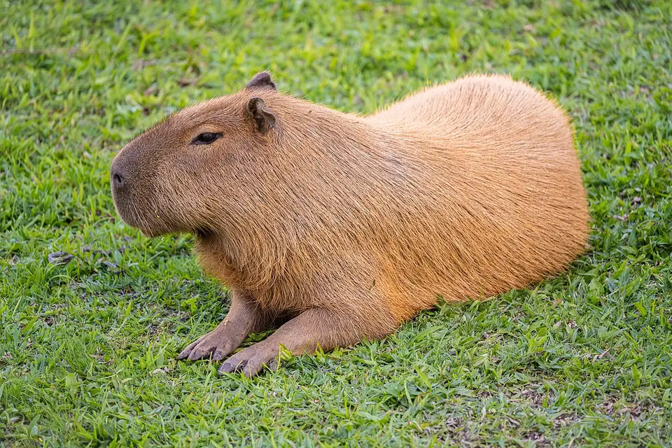 A large brown, blunt-snouted animal resting on short grass