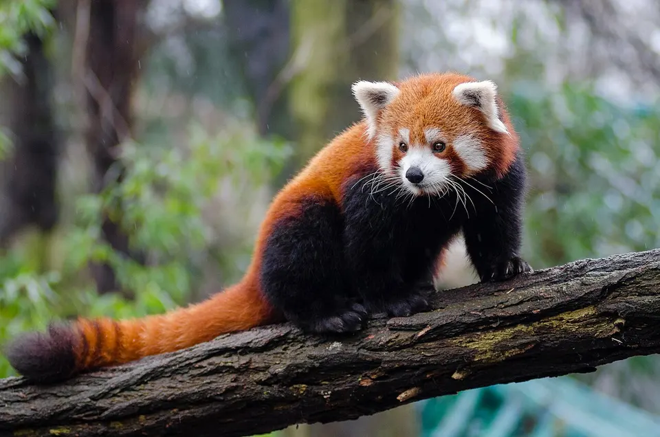 A red-furred animal with a white face and dark legs on a branch
